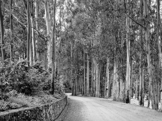 A photo of a road with many trees